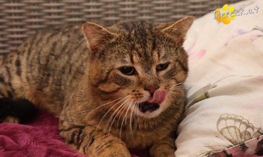 Katze Jacko (Foto by Tiereck.at - Lavanttaler Tierhilfe)