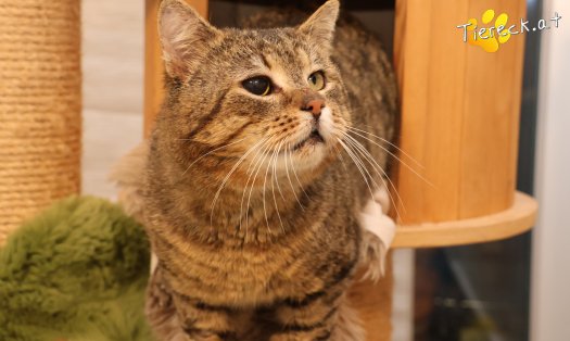 Katze Jacko (Foto by Tiereck.at - Lavanttaler Tierhilfe)