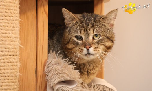 Katze Jacko (Foto by Tiereck.at - Lavanttaler Tierhilfe)