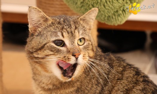 Katze Jacko (Foto by Tiereck.at - Lavanttaler Tierhilfe)