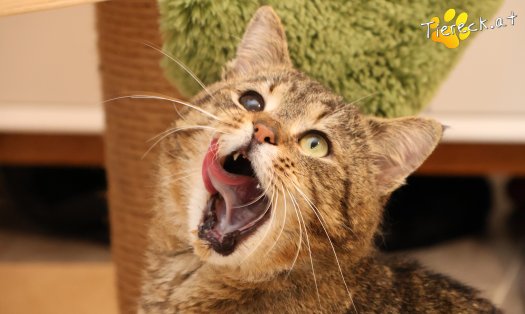 Katze Jacko (Foto by Tiereck.at - Lavanttaler Tierhilfe)