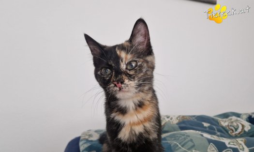 Katze Nessy (Foto by Tiereck.at - Lavanttaler Tierhilfe)