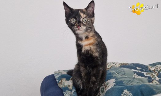 Katze Nessy (Foto by Tiereck.at - Lavanttaler Tierhilfe)