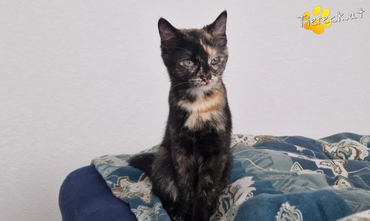 Katze Nessy (Foto by Tiereck.at - Lavanttaler Tierhilfe)