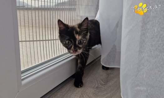 Katze Nessy (Foto by Tiereck.at - Lavanttaler Tierhilfe)