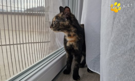 Katze Nessy (Foto by Tiereck.at - Lavanttaler Tierhilfe)