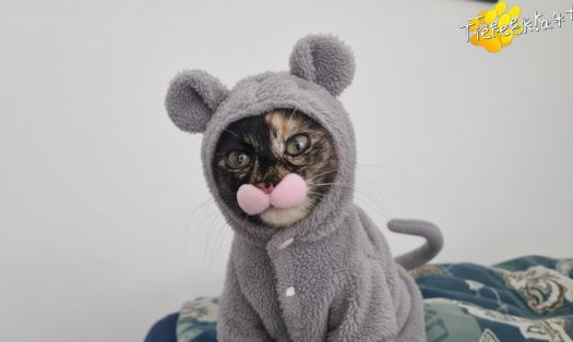 Katze Nessy (Foto by Tiereck.at - Lavanttaler Tierhilfe)