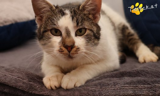 Katze Lissi (Foto by Tiereck.at - Lavanttaler Tierhilfe)