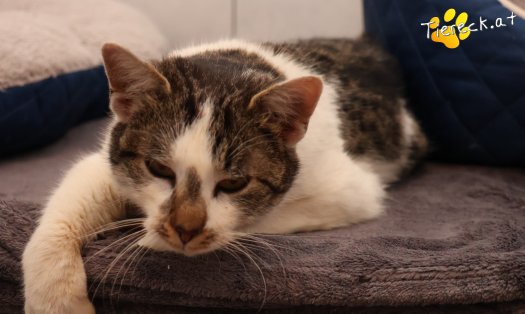 Katze Lissi (Foto by Tiereck.at - Lavanttaler Tierhilfe)