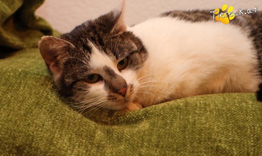 Katze Lissi (Foto by Tiereck.at - Lavanttaler Tierhilfe)