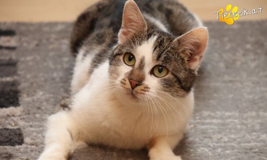 Katze Lissi (Foto by Tiereck.at - Lavanttaler Tierhilfe)