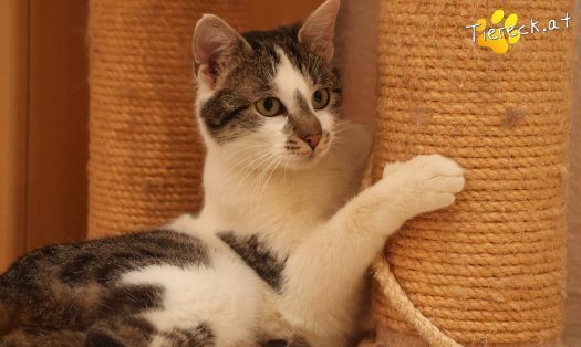 Katze Lissi (Foto by Tiereck.at - Lavanttaler Tierhilfe)