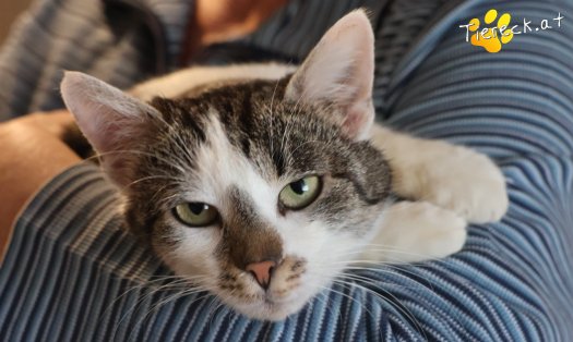 Katze Lissi (Foto by Tiereck.at - Lavanttaler Tierhilfe)