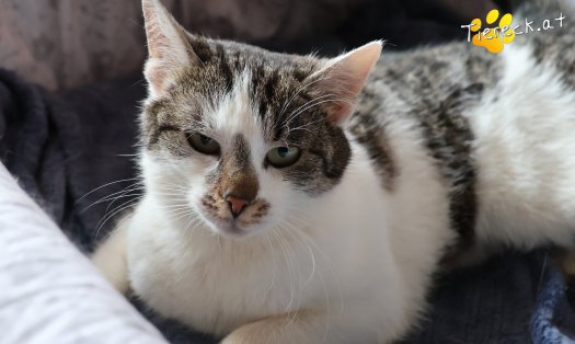 Katze Lissi (Foto by Tiereck.at - Lavanttaler Tierhilfe)