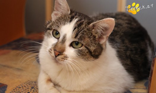 Katze Lissi (Foto by Tiereck.at - Lavanttaler Tierhilfe)