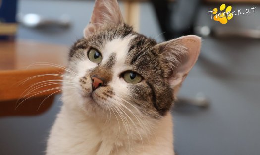 Katze Lissi (Foto by Tiereck.at - Lavanttaler Tierhilfe)