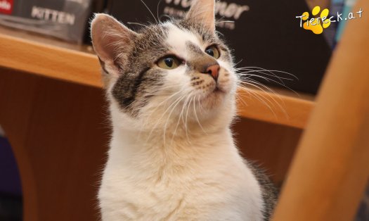 Katze Lissi (Foto by Tiereck.at - Lavanttaler Tierhilfe)