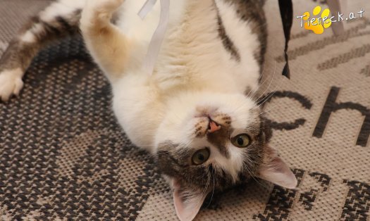 Katze Lissi (Foto by Tiereck.at - Lavanttaler Tierhilfe)