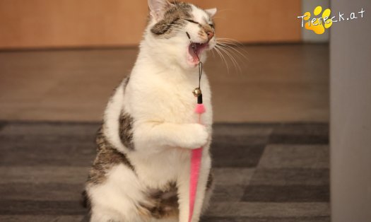 Katze Lissi (Foto by Tiereck.at - Lavanttaler Tierhilfe)