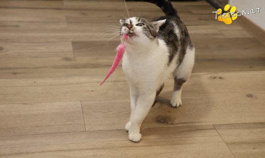 Katze Lissi (Foto by Tiereck.at - Lavanttaler Tierhilfe)