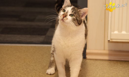 Katze Lissi (Foto by Tiereck.at - Lavanttaler Tierhilfe)