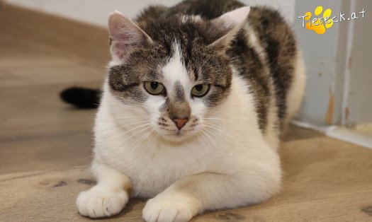 Katze Lissi (Foto by Tiereck.at - Lavanttaler Tierhilfe)