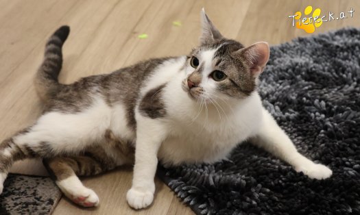 Katze Lissi (Foto by Tiereck.at - Lavanttaler Tierhilfe)