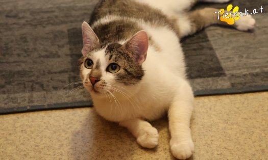 Katze Lissi (Foto by Tiereck.at - Lavanttaler Tierhilfe)