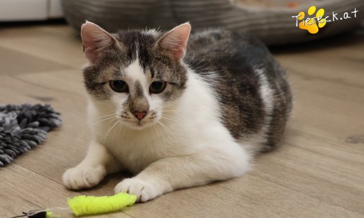 Katze Lissi (Foto by Tiereck.at - Lavanttaler Tierhilfe)