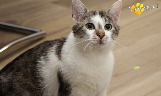 Katze Lissi (Foto by Tiereck.at - Lavanttaler Tierhilfe)