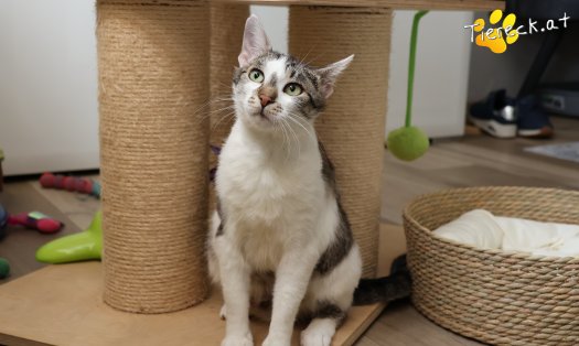 Katze Lissi (Foto by Tiereck.at - Lavanttaler Tierhilfe)