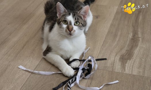 Katze Lissi (Foto by Tiereck.at - Lavanttaler Tierhilfe)
