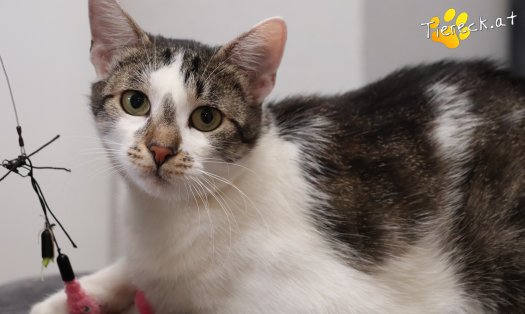 Katze Lissi (Foto by Tiereck.at - Lavanttaler Tierhilfe)