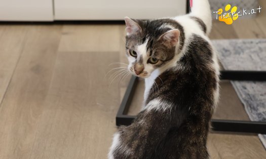 Katze Lissi (Foto by Tiereck.at - Lavanttaler Tierhilfe)