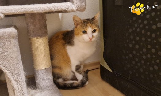 Katze Lotti (Foto by Tiereck.at - Lavanttaler Tierhilfe)