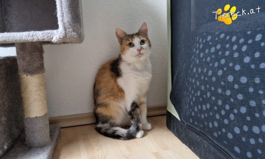 Katze Lotti (Foto by Tiereck.at - Lavanttaler Tierhilfe)