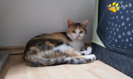 Katze Lotti (Foto by Tiereck.at - Lavanttaler Tierhilfe)
