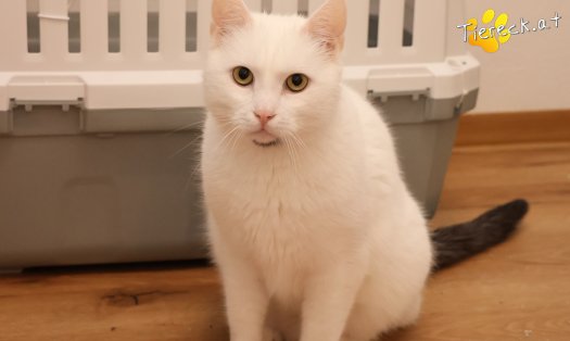 Katze Lissy (Foto by Tiereck.at - Lavanttaler Tierhilfe)