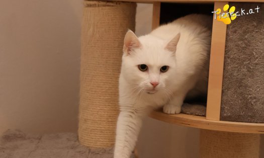 Katze Lissy (Foto by Tiereck.at - Lavanttaler Tierhilfe)