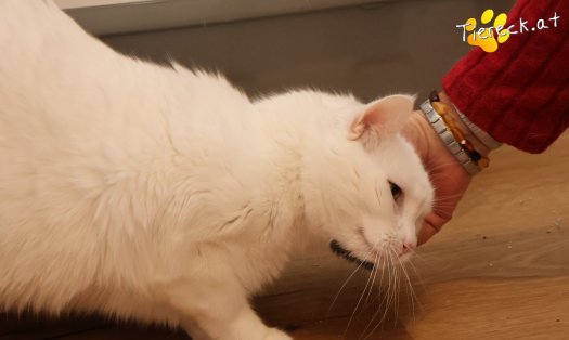 Katze Lissy (Foto by Tiereck.at - Lavanttaler Tierhilfe)