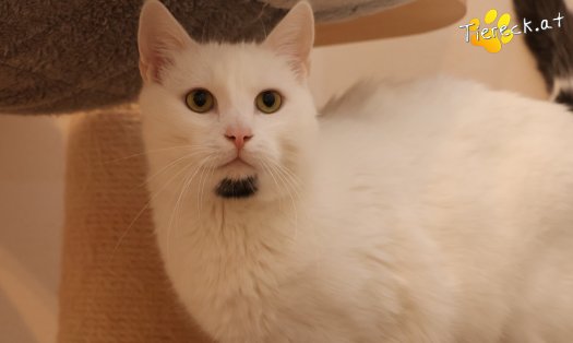 Katze Lissy (Foto by Tiereck.at - Lavanttaler Tierhilfe)