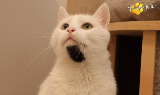 Katze Lissy (Foto by Tiereck.at - Lavanttaler Tierhilfe)