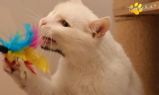 Katze Lissy (Foto by Tiereck.at - Lavanttaler Tierhilfe)