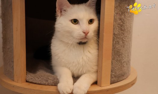 Katze Lissy (Foto by Tiereck.at - Lavanttaler Tierhilfe)