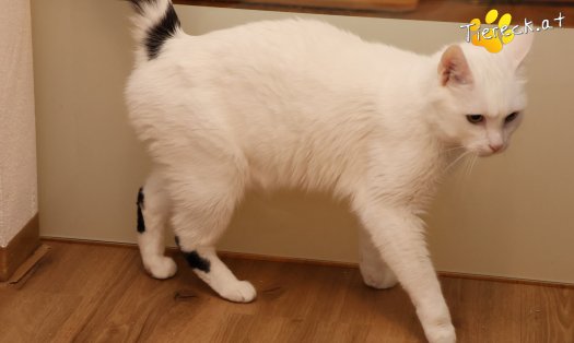 Katze Lissy (Foto by Tiereck.at - Lavanttaler Tierhilfe)