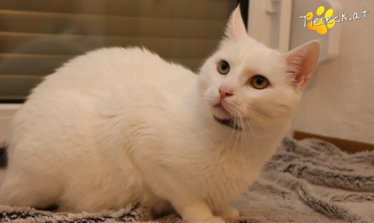 Katze Lissy (Foto by Tiereck.at - Lavanttaler Tierhilfe)