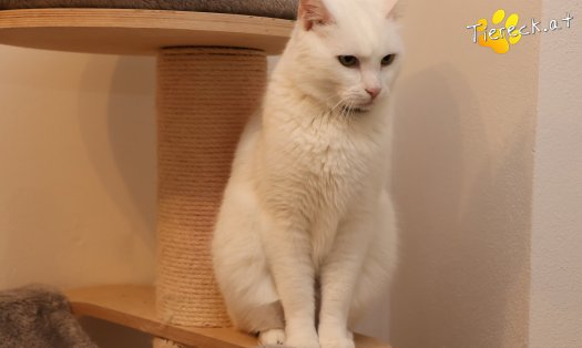 Katze Lissy (Foto by Tiereck.at - Lavanttaler Tierhilfe)