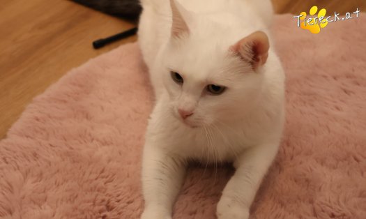 Katze Lissy (Foto by Tiereck.at - Lavanttaler Tierhilfe)