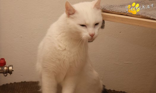 Katze Lissy (Foto by Tiereck.at - Lavanttaler Tierhilfe)