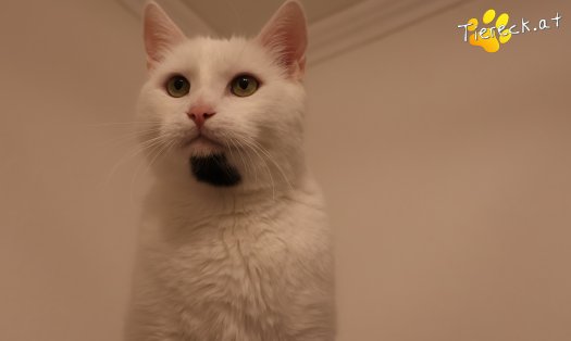 Katze Lissy (Foto by Tiereck.at - Lavanttaler Tierhilfe)